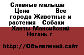 Славные малыши! › Цена ­ 10 000 - Все города Животные и растения » Собаки   . Ханты-Мансийский,Нягань г.